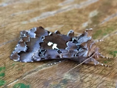 Autographa corusca
