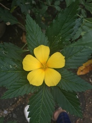 Turnera