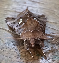 Autographa corusca