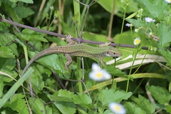 Lacerta viridis viridis