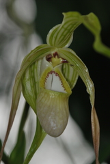 Phragmipedium