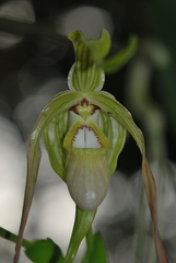 Phragmipedium