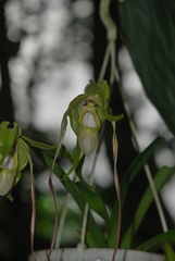 Phragmipedium
