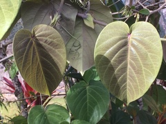 Passiflora ligularis