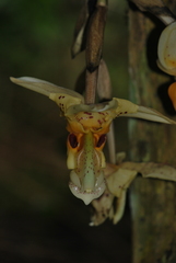 Stanhopea gibbosa
