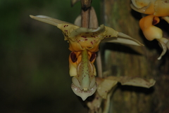 Stanhopea gibbosa