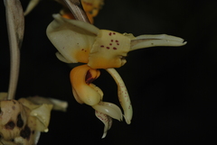 Stanhopea gibbosa