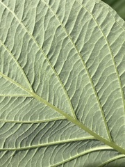 Cornus sericea sericea