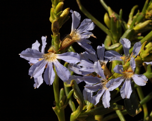 Scaevola thesioides