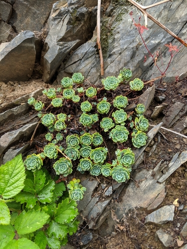 Gray Stonecrop (Rhodiola pachyclados)