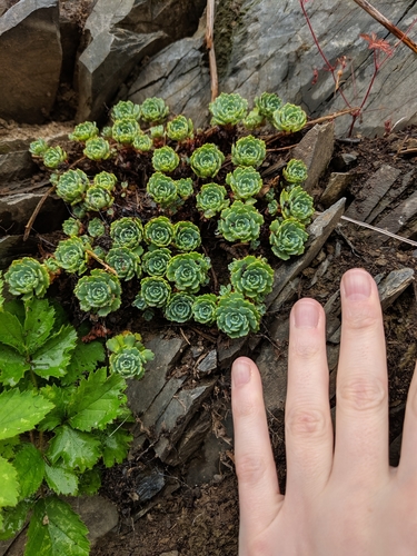 Image of Rhodiola pachyclados by (c) Cassian, some rights reserved (CC BY)