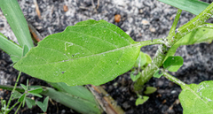Physalis angulata