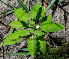 Physalis angulata