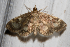 Anania coronata