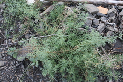 Achillea ptarmicifolia