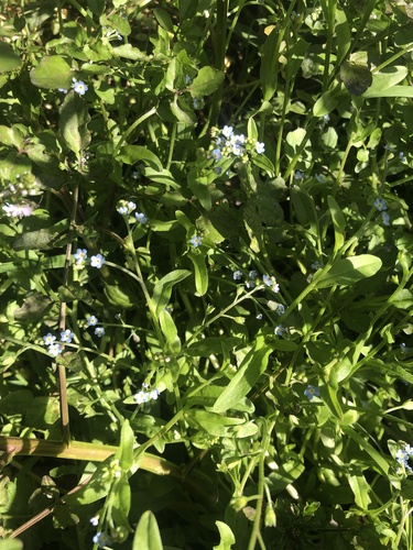 Bay forget-me-not (Myosotis laxa)