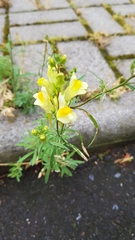 Linaria vulgaris