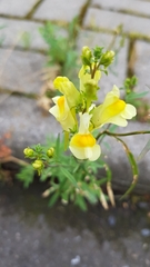Linaria vulgaris