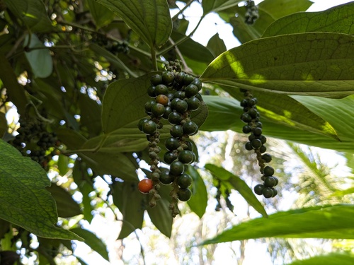 Foto de Pimenta-do-reino