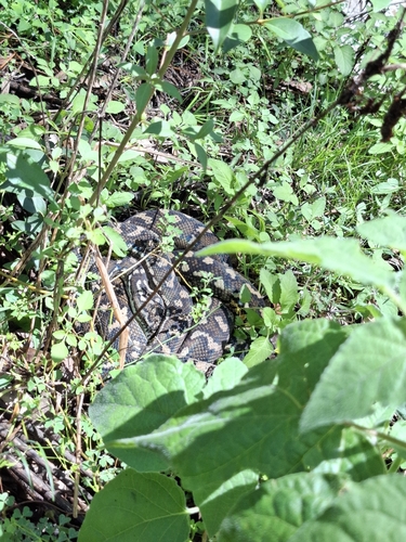 Coastal Carpet Python sighting