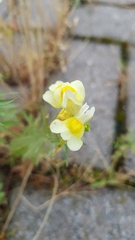 Linaria vulgaris