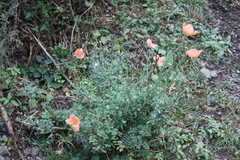 Papaver fugax