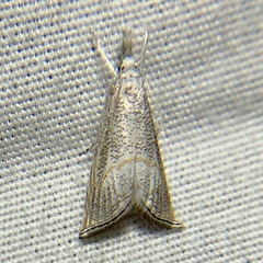 Haimbachia squamulellus