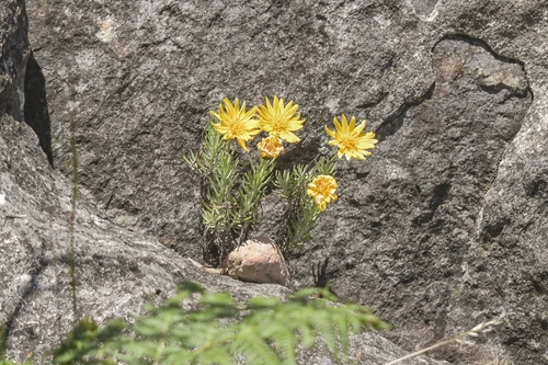 Image of Common Rockdaisy (Heterolepis aliena) by (c) Алексей Логинов, some rights reserved (CC BY)