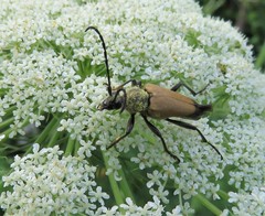 Trigonarthris