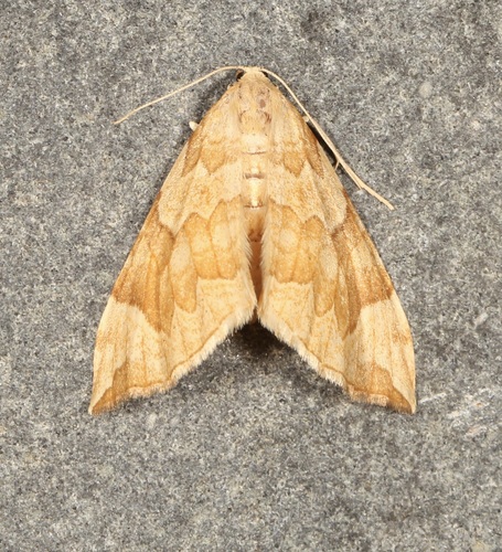 Currant Eulithis Moth photo 2