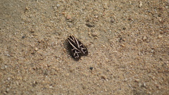 Apantesis williamsii