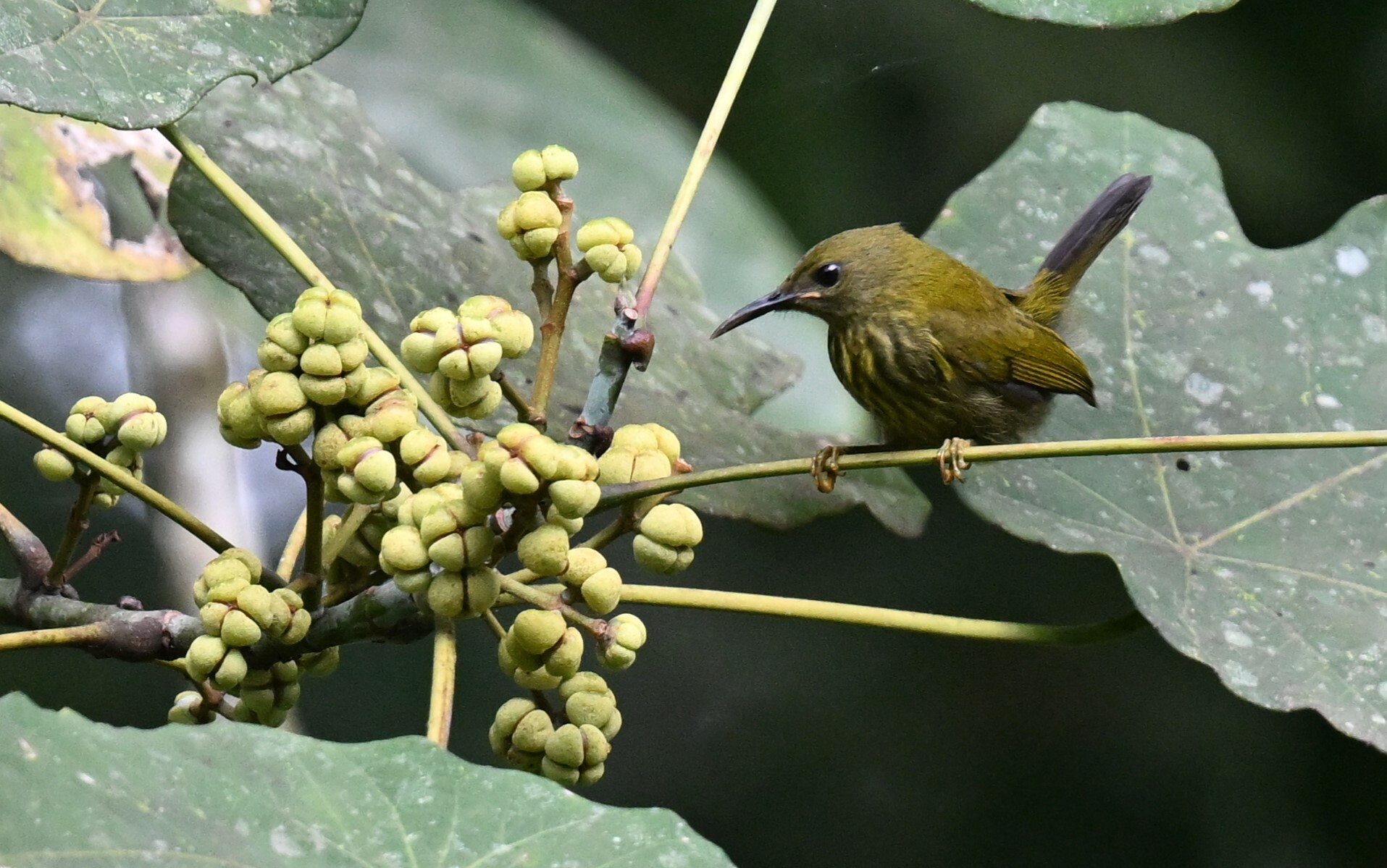 Purple-naped Spiderhunter