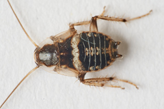 Planuncus tingitanus