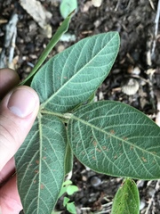 Desmodium viridiflorum