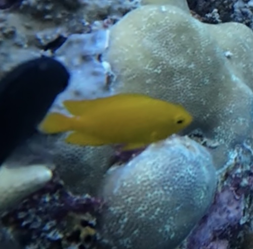 Lemon Damsel (Pomacentrus moluccensis)