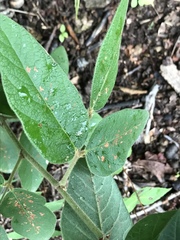Desmodium viridiflorum