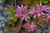 Caucasian Stonecrop - Photo no rights reserved, uploaded by Irene Saltini