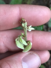Desmodium viridiflorum