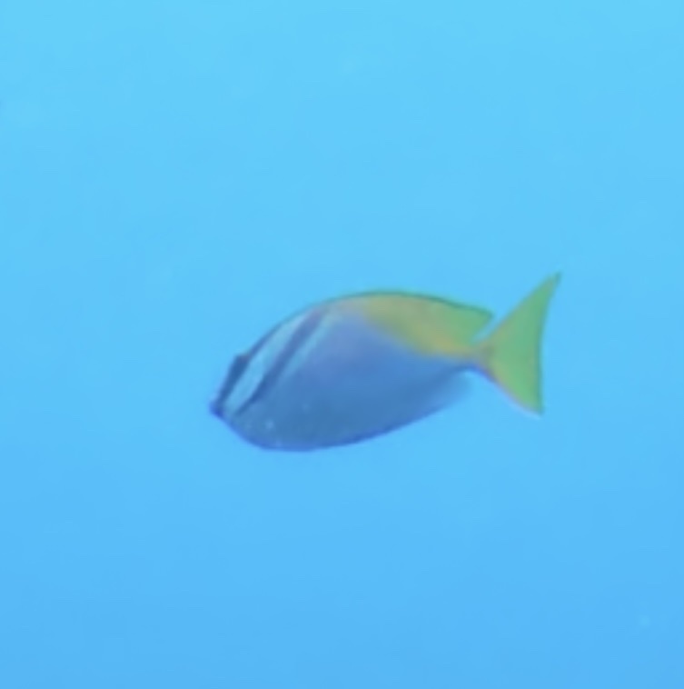Doublebar Rabbitfish (Siganus virgatus) — recorded at Bio Rock