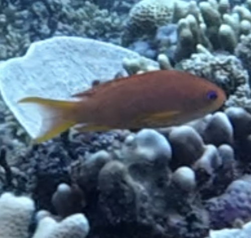 Pacific Lyretail Anthias (Pseudanthias cheirospilos)