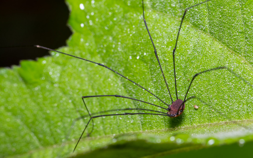 Geaya haitiensis