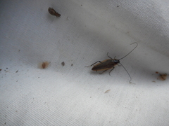 Ectobius lapponicus