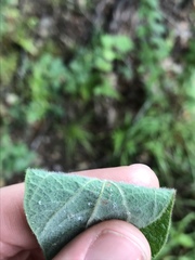Desmodium viridiflorum