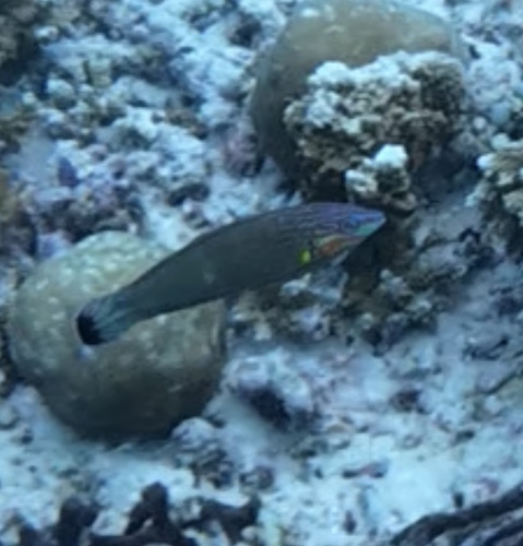 Pinstriped Wrasse (Halichoeres melanurus)