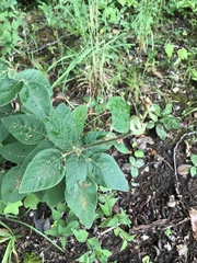 Desmodium viridiflorum