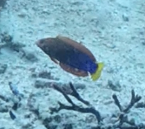 Yellowtail Coris (Coris gaimard)