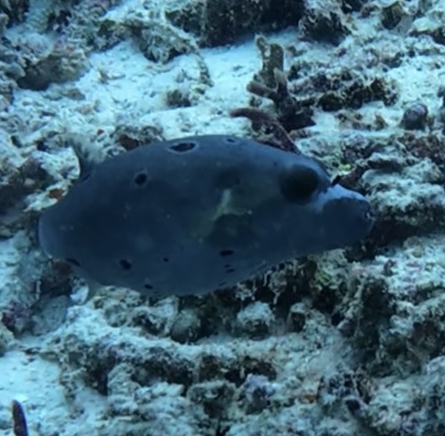 Blackspotted Puffer (Arothron nigropunctatus)