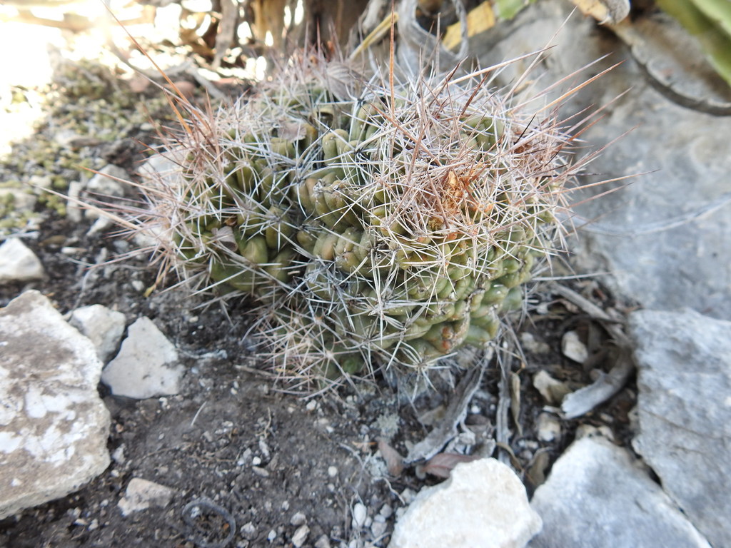 Thelocactus tulensis, San Luis Potosí, MX