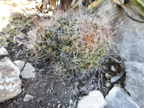 Thelocactus tulensis