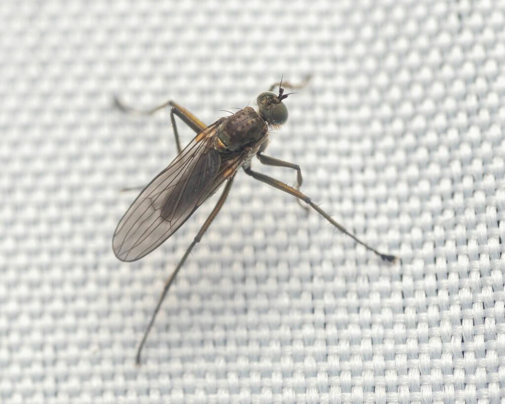 Hydrophorus breviseta